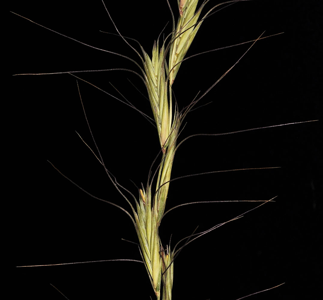 Flora of Eastern Washington Image: Elymus wawawaiensis