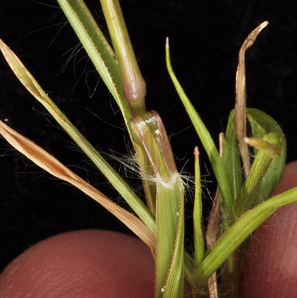Flora of Eastern Washington Image: Eragrostis cilianensis