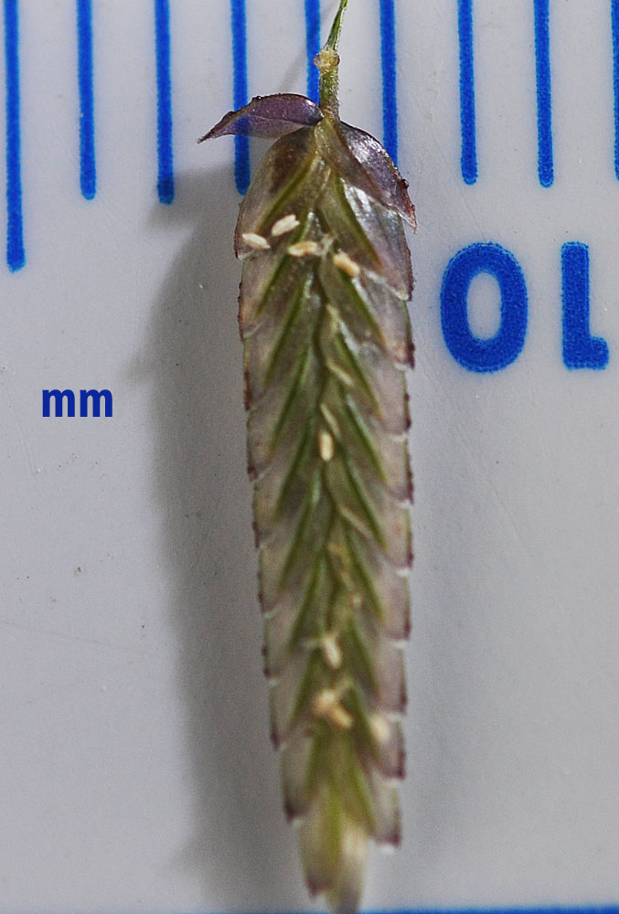 Flora of Eastern Washington Image: Eragrostis cilianensis