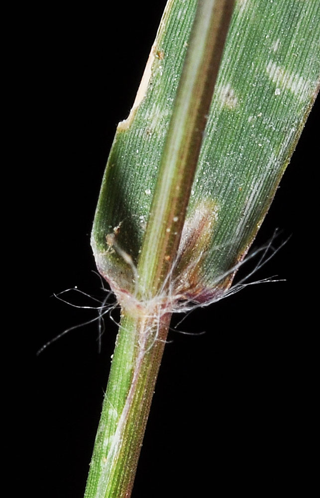 Flora of Eastern Washington Image: Eragrostis mexicana