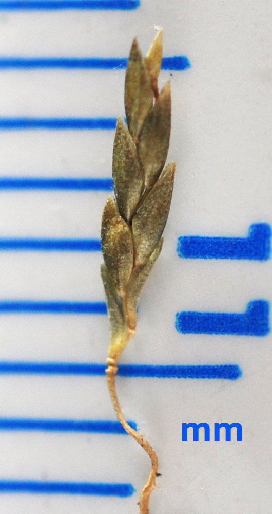 Flora of Eastern Washington Image: Eragrostis mexicana