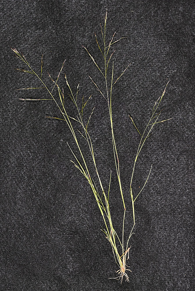 Flora of Eastern Washington Image: Eragrostis pectinacea