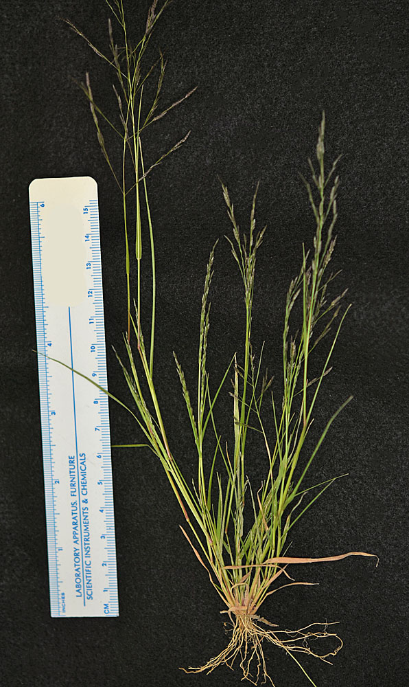 Flora of Eastern Washington Image: Eragrostis pectinacea