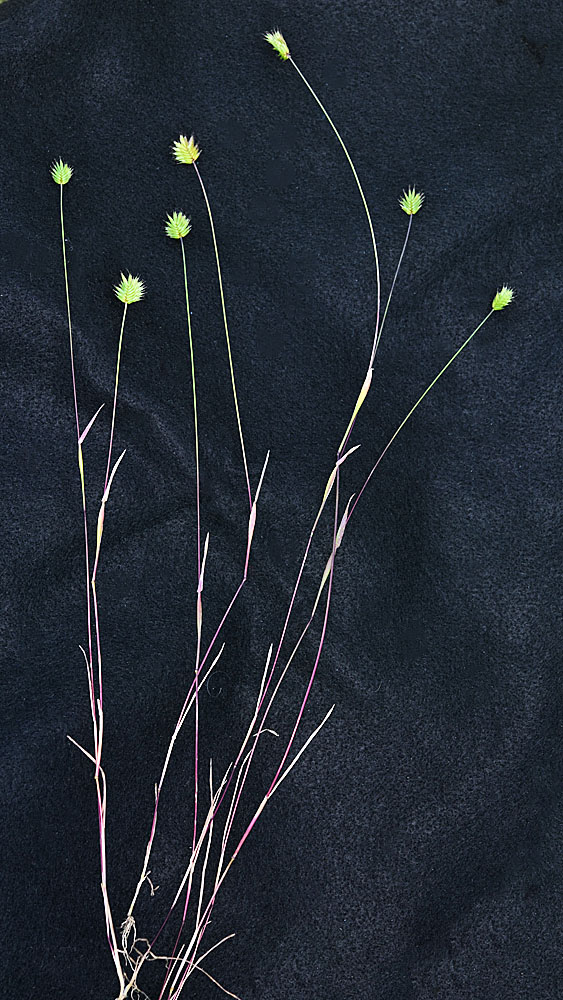 Flora of Eastern Washington Image: Eremopyrum triticeum
