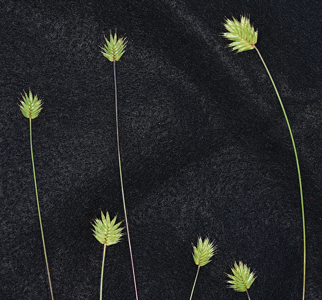 Flora of Eastern Washington Image: Eremopyrum triticeum