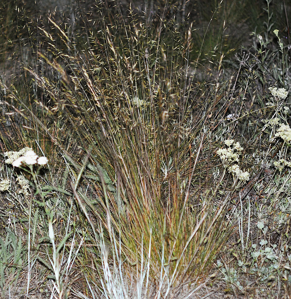 Flora of Eastern Washington Image: Festuca idahoensis