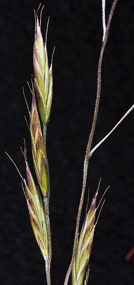 Flora of Eastern Washington Image: Festuca idahoensis