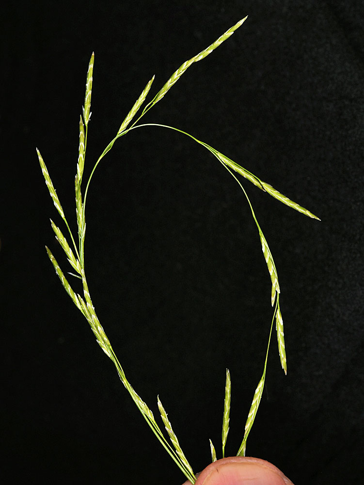 Flora of Eastern Washington Image: Glyceria borealis