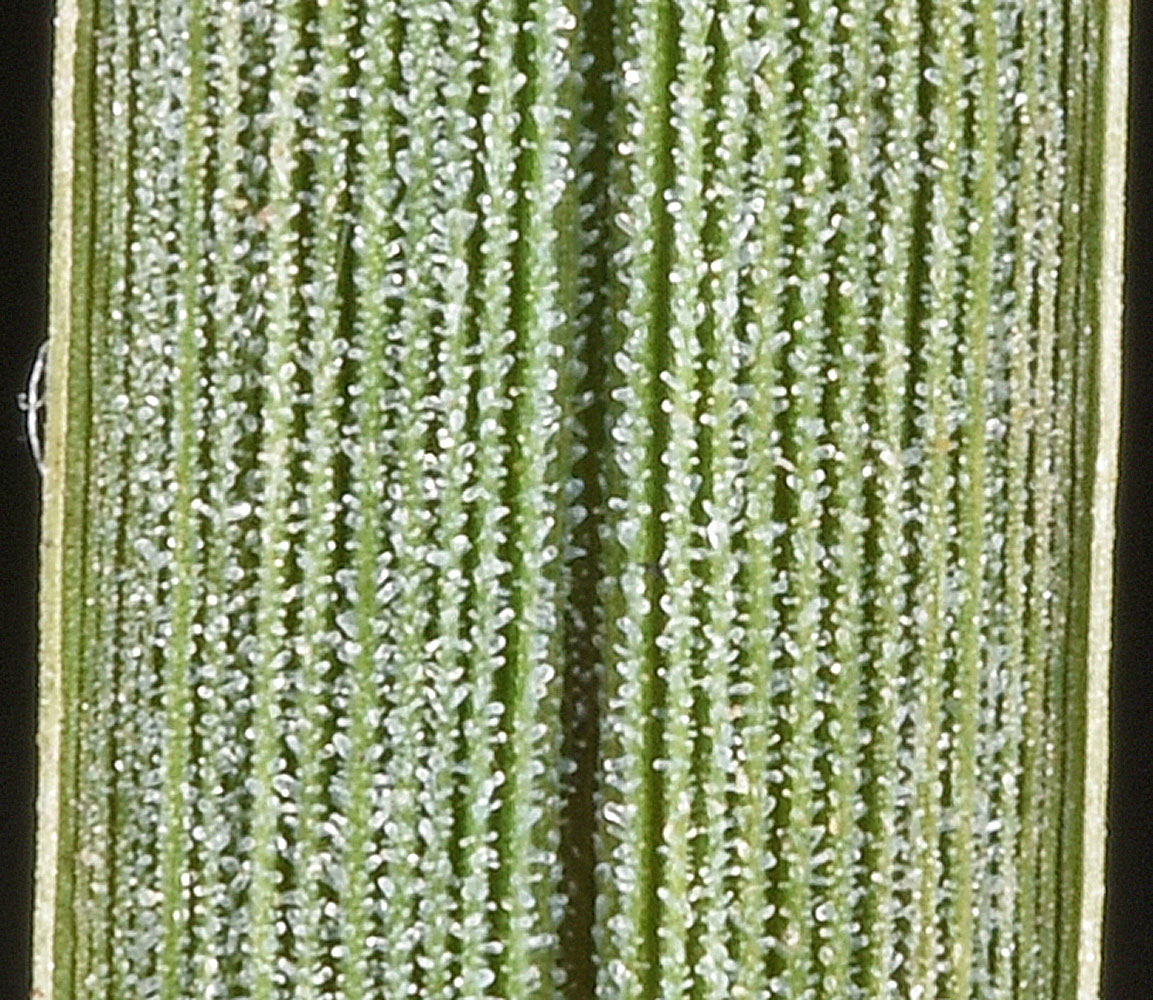 Flora of Eastern Washington Image: Glyceria borealis