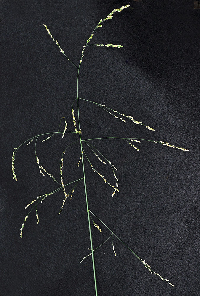 Flora of Eastern Washington Image: Glyceria elata