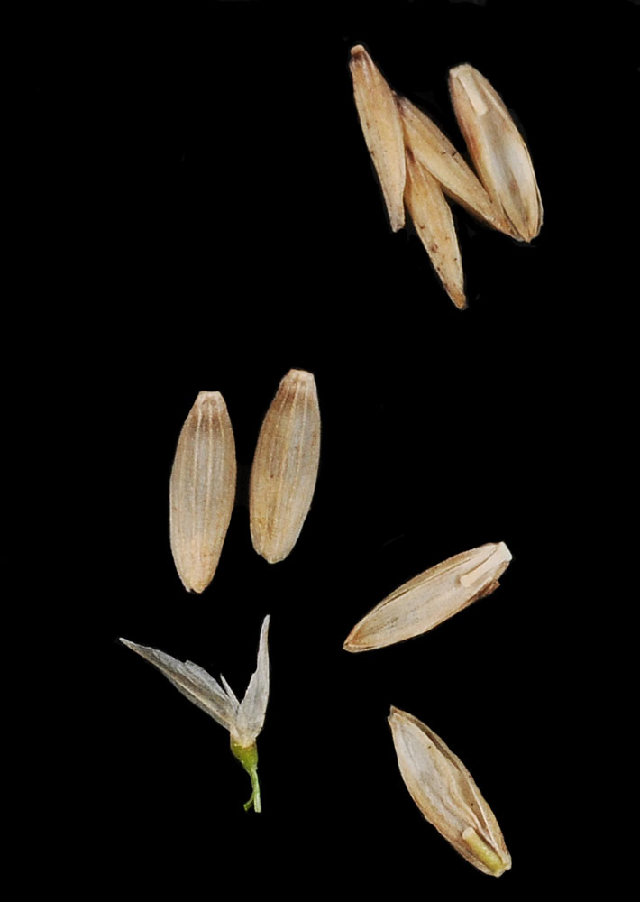 Flora of Eastern Washington Image: Glyceria grandis