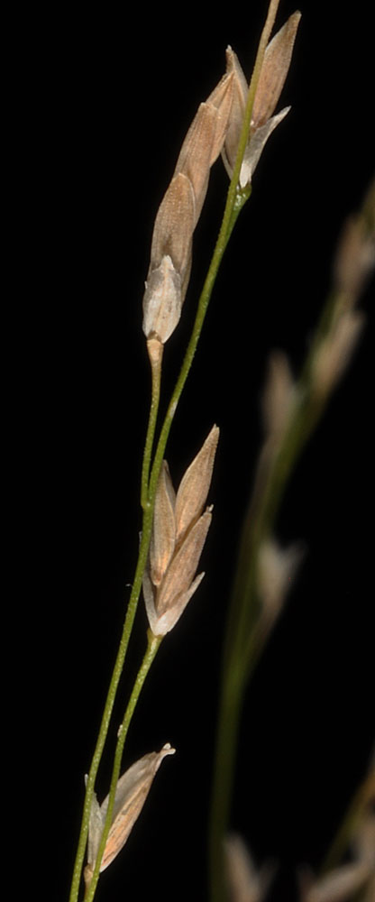 Flora of Eastern Washington Image: Glyceria grandis