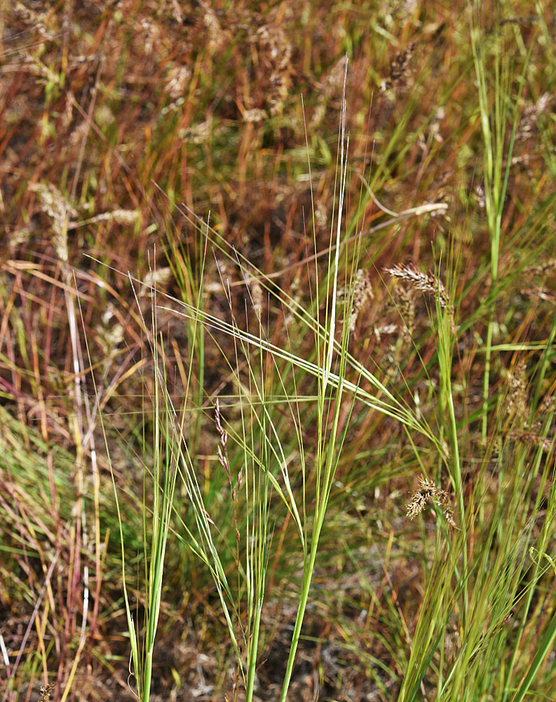 Flora of Eastern Washington Image: Hesperostipa comata