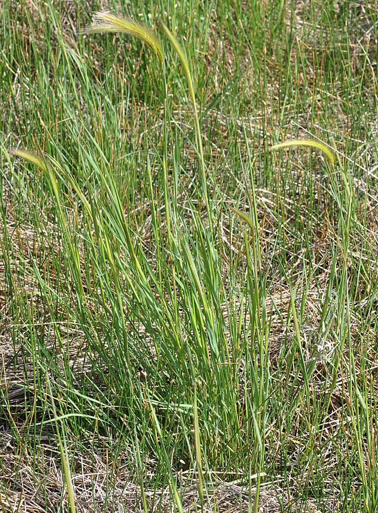 Flora of Eastern Washington Image: Hordeum brachyantherum