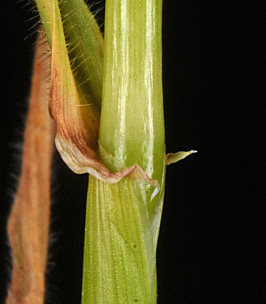 Flora of Eastern Washington Image: Hordeum murinum