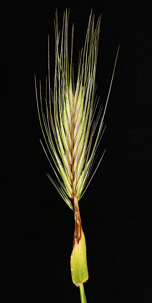Flora of Eastern Washington Image: Hordeum murinum