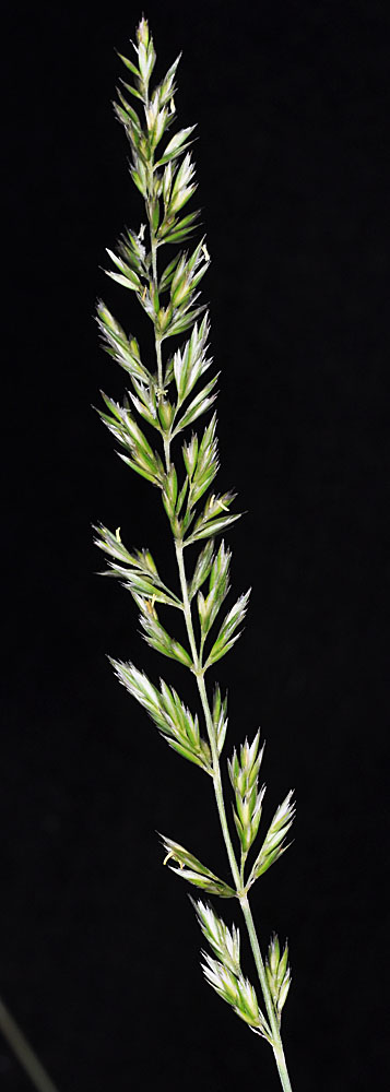 Flora of Eastern Washington Image: Koeleria macrantha
