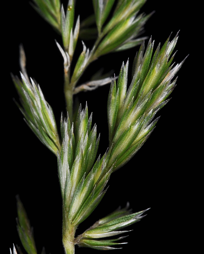 Flora of Eastern Washington Image: Koeleria macrantha