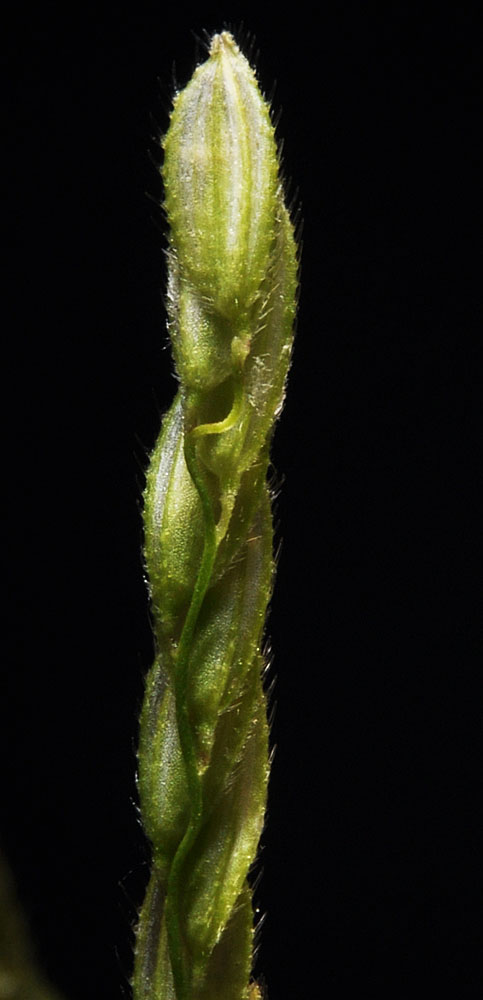 Flora of Eastern Washington Image: Leersia oryzoides