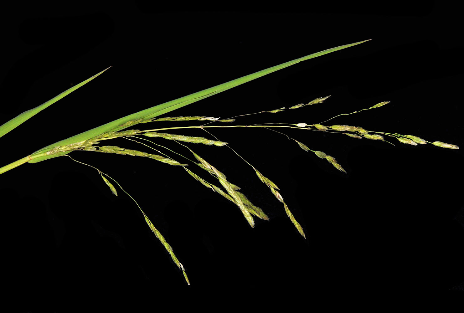 Flora of Eastern Washington Image: Leersia oryzoides
