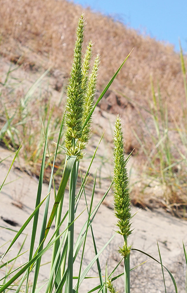 Flora of Eastern Washington Image: Leymus racemosus