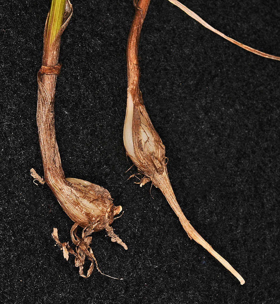 Flora of Eastern Washington Image: Melica spectabilis