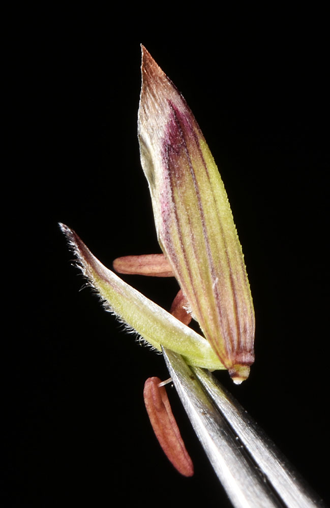 Flora of Eastern Washington Image: Melica spectabilis