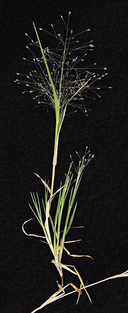 Flora of Eastern Washington Image: Muhlenbergia asperifolia