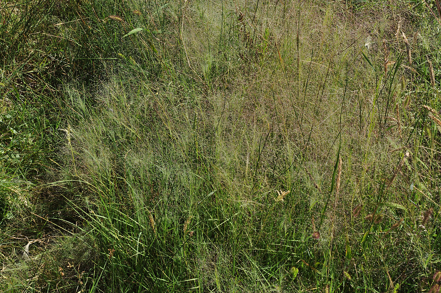 Flora of Eastern Washington Image: Muhlenbergia asperifolia