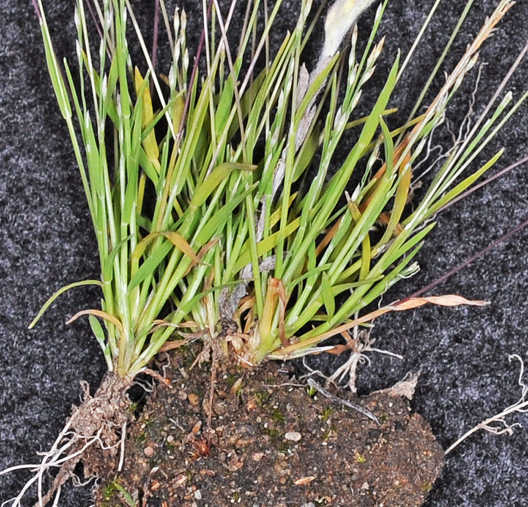Flora of Eastern Washington Image: Muhlenbergia filiformis