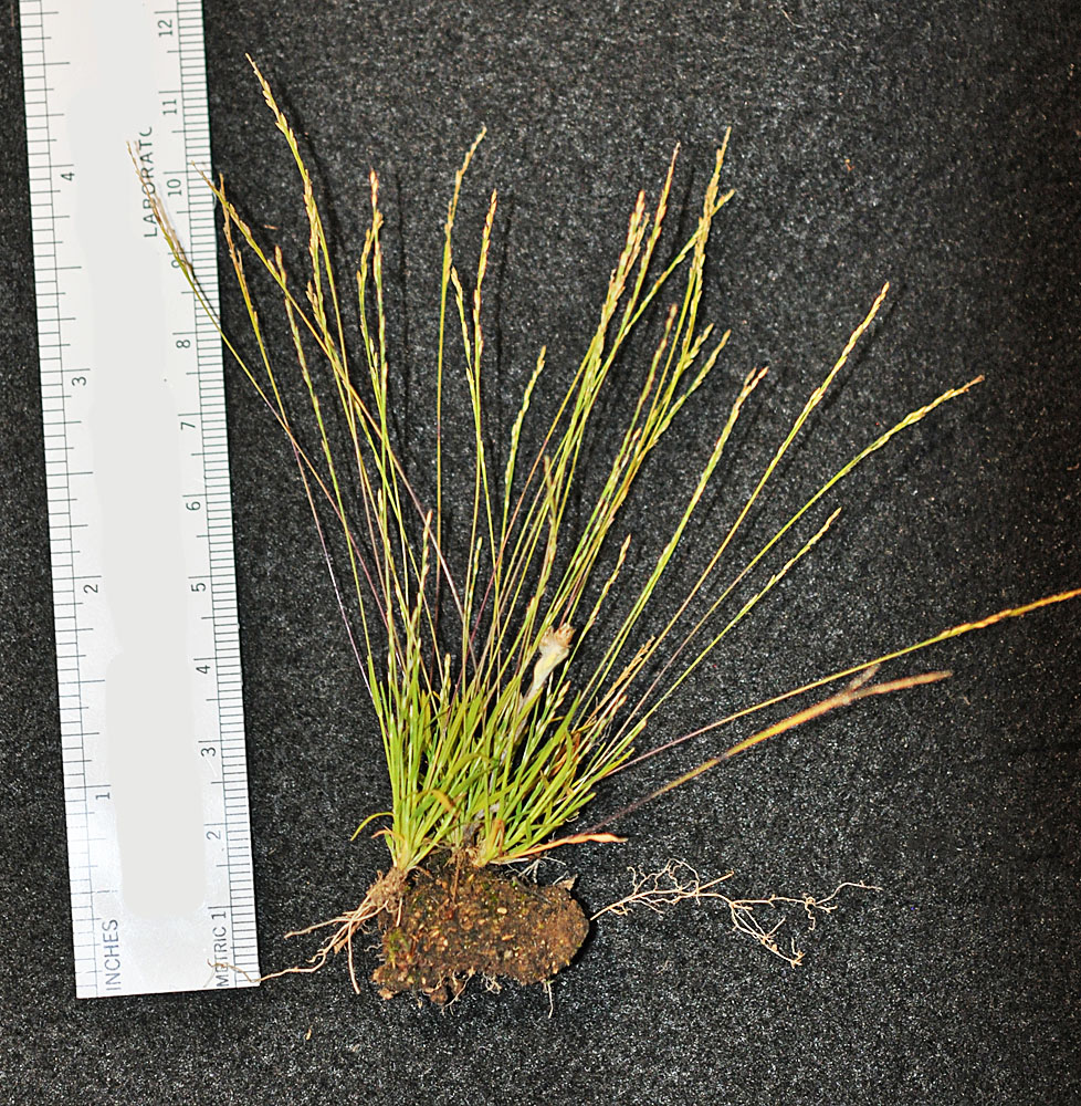 Flora of Eastern Washington Image: Muhlenbergia filiformis