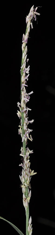 Flora of Eastern Washington Image: Muhlenbergia richardsonis