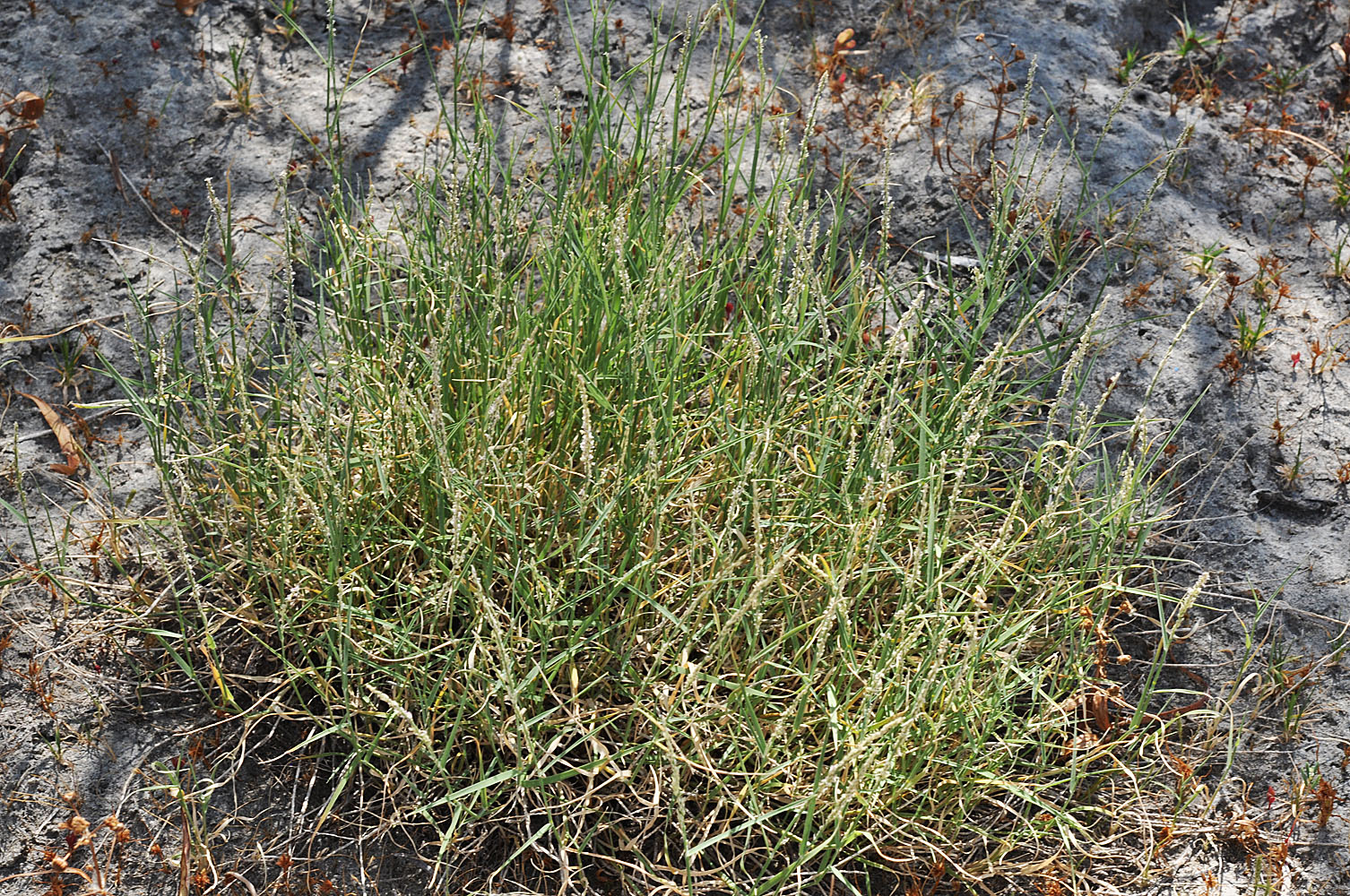 Flora of Eastern Washington Image: Muhlenbergia richardsonis
