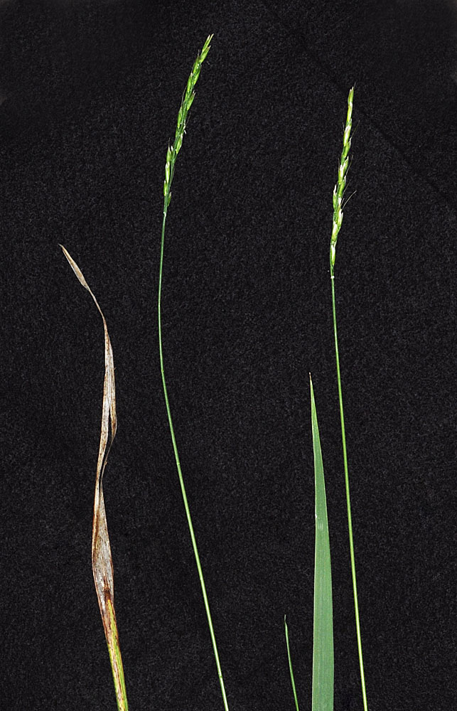 Flora of Eastern Washington Image: Oryzopsis asperifolia