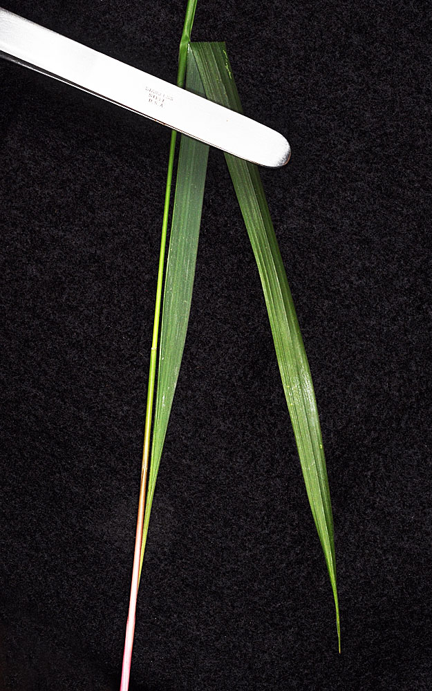 Flora of Eastern Washington Image: Oryzopsis asperifolia
