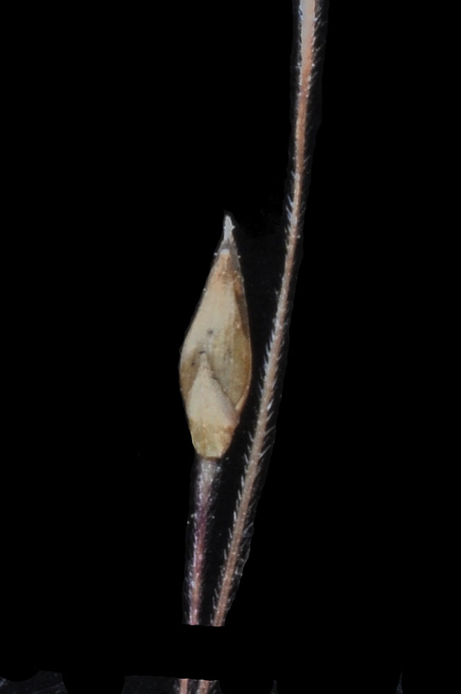 Flora of Eastern Washington Image: Panicum capillare