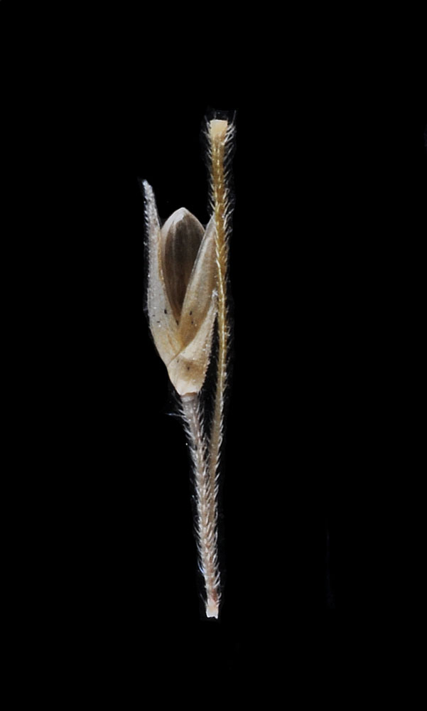 Flora of Eastern Washington Image: Panicum capillare