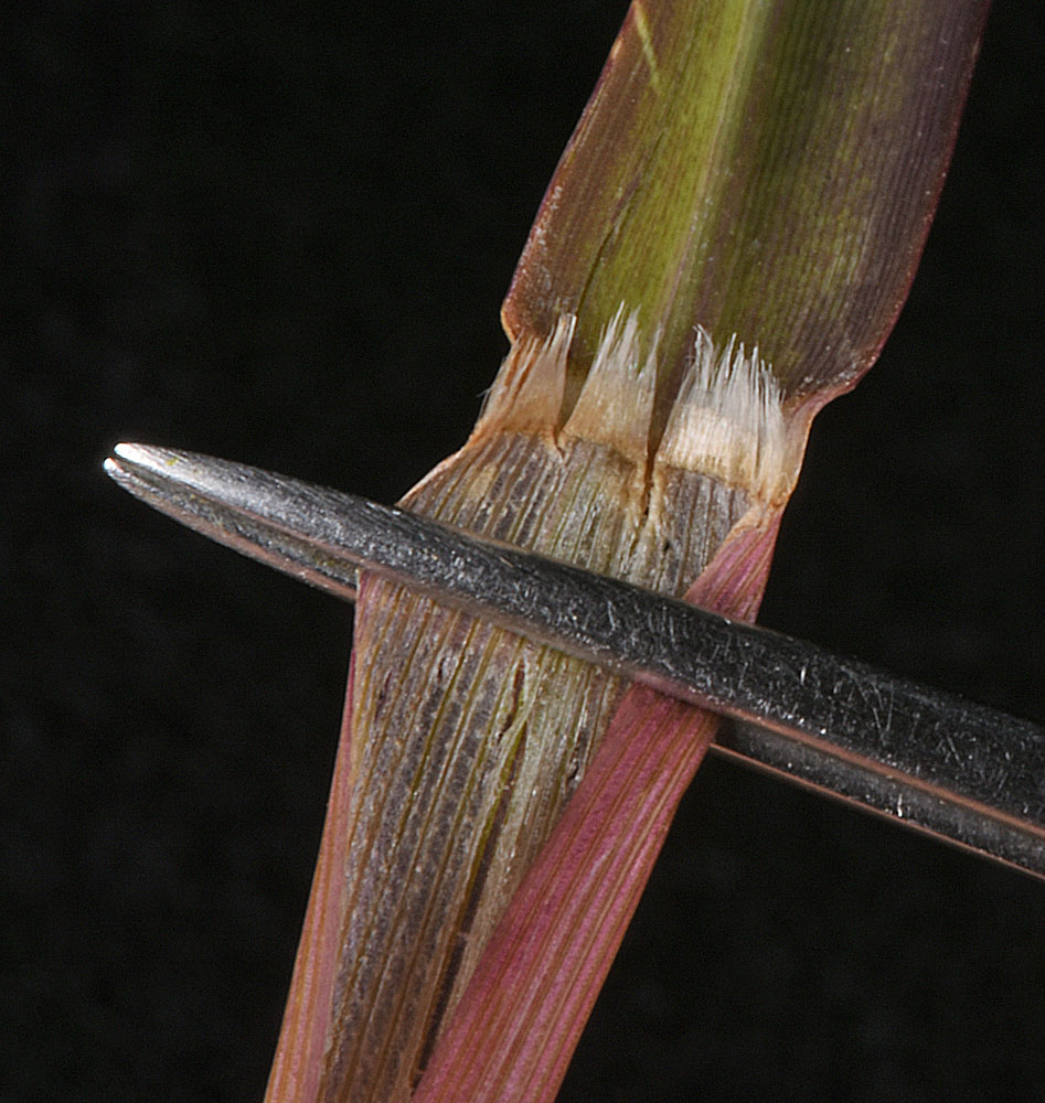Flora of Eastern Washington Image: Panicum dichotomiflorum