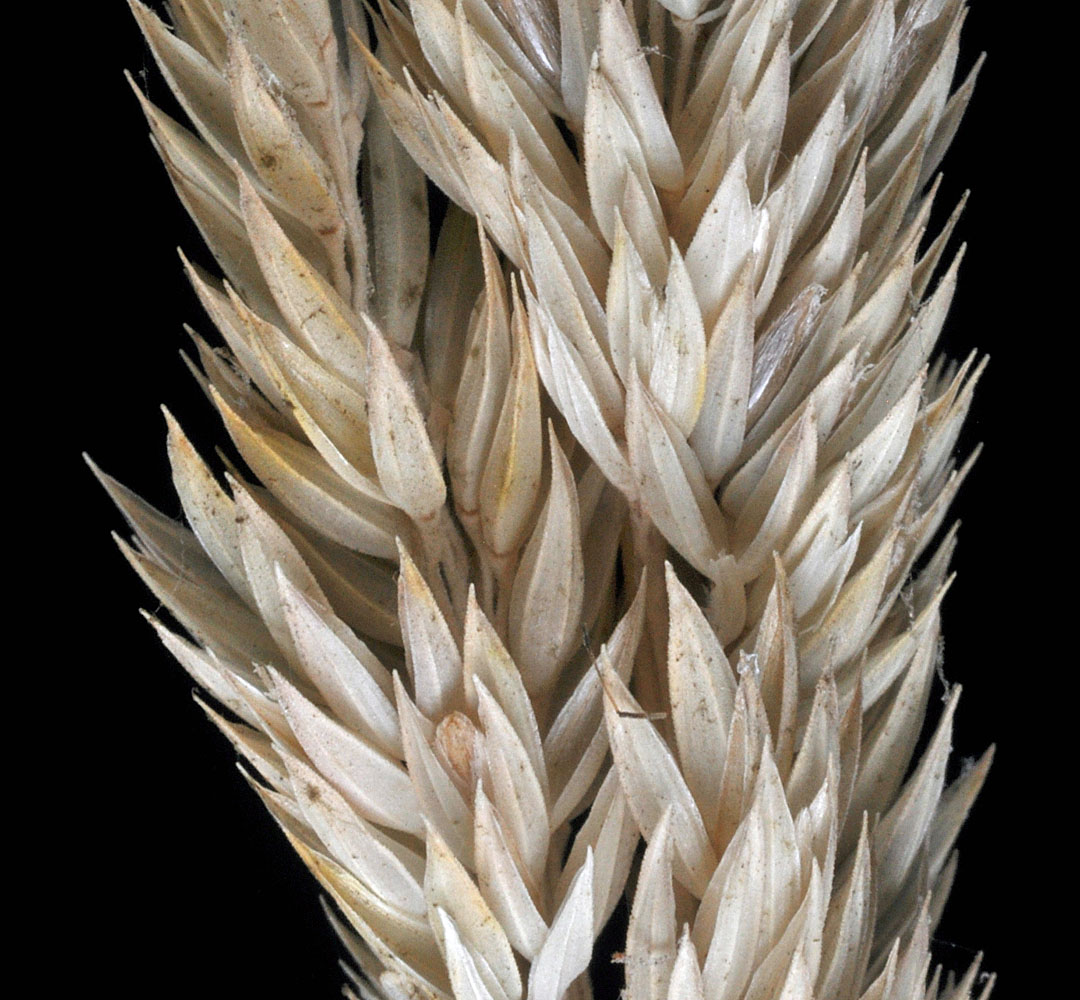 Flora of Eastern Washington Image: Phalaris arundinacea