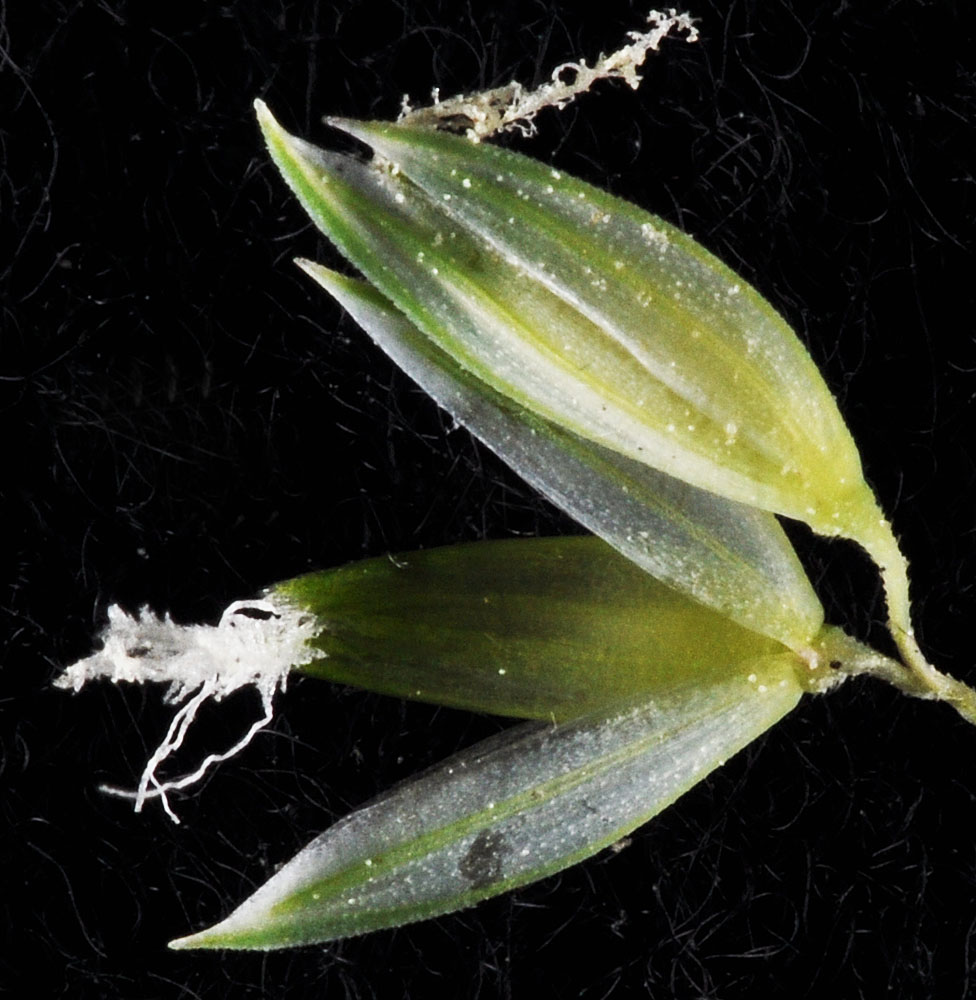 Flora of Eastern Washington Image: Phalaris arundinacea