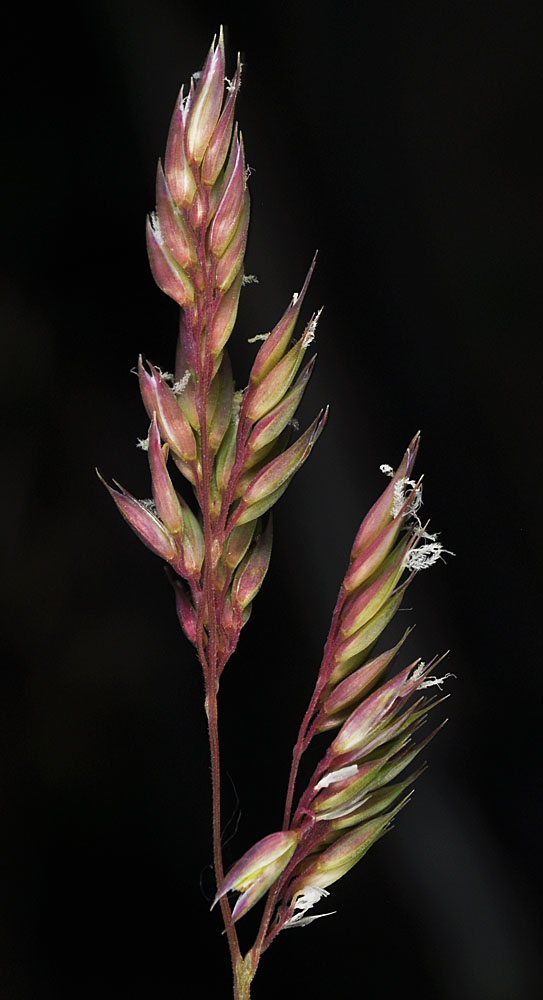 Flora of Eastern Washington Image: Phalaris innom