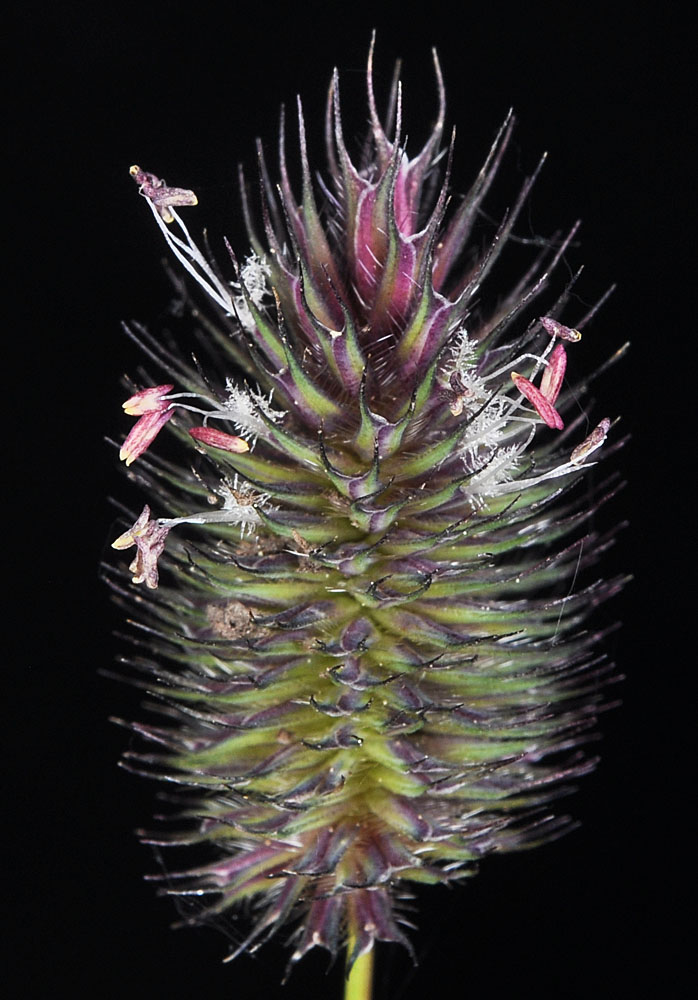 Flora of Eastern Washington Image: Phleum alpinum