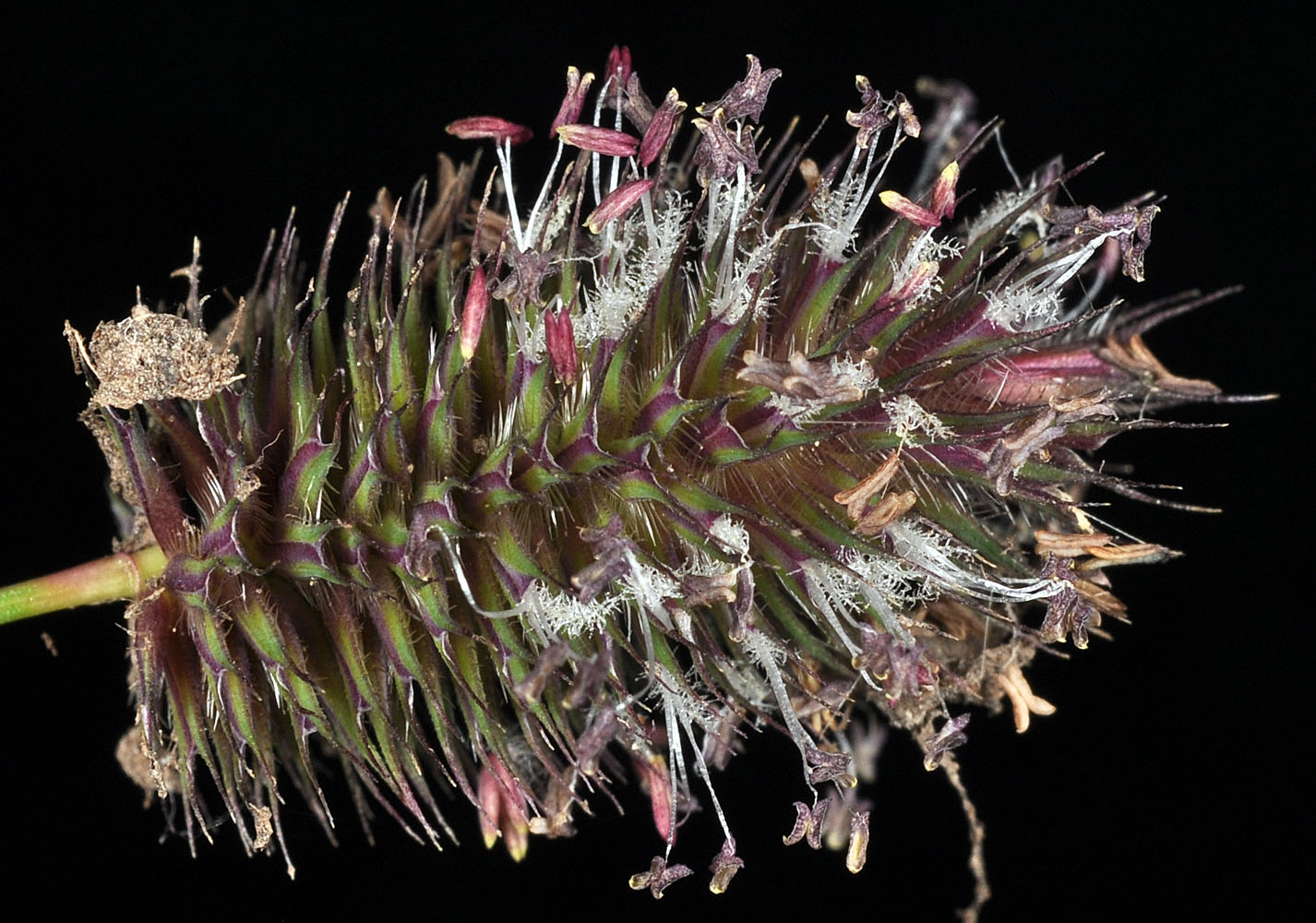 Flora of Eastern Washington Image: Phleum alpinum