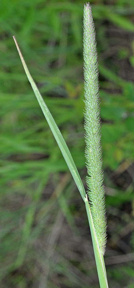 Flora of Eastern Washington Image: Phleum pratense