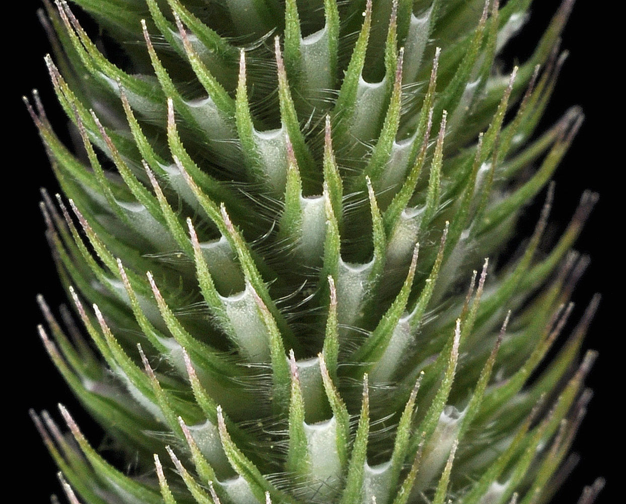 Flora of Eastern Washington Image: Phleum pratense