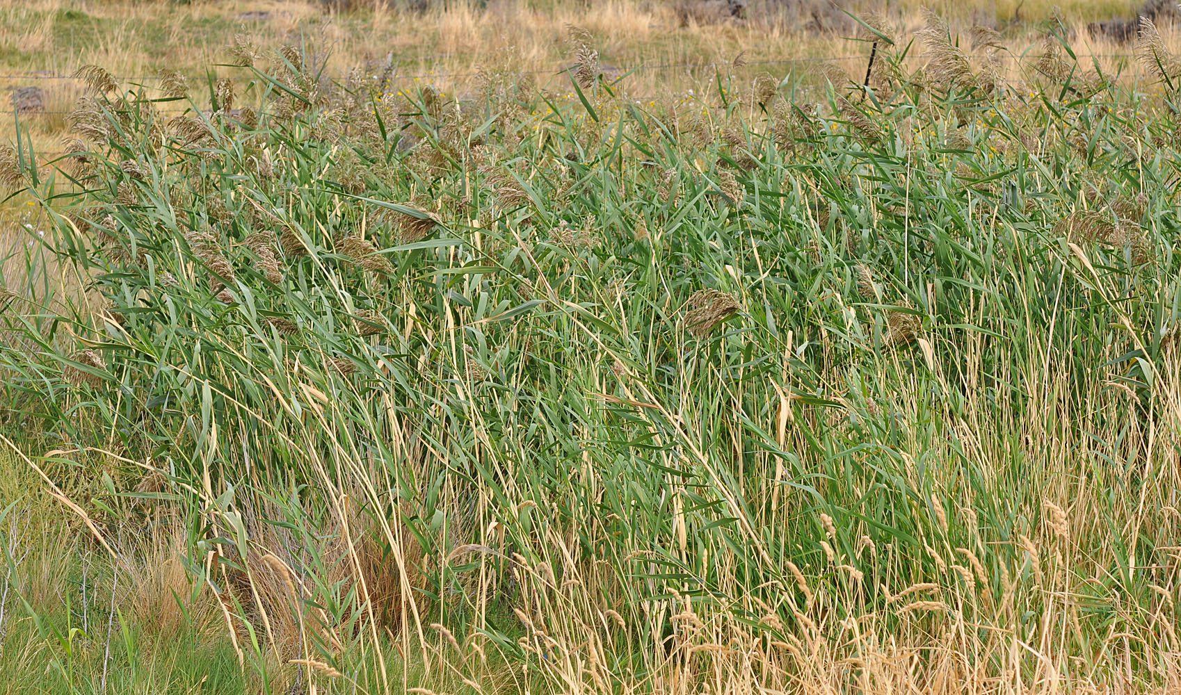 Flora of Eastern Washington Image: Phragmites australis