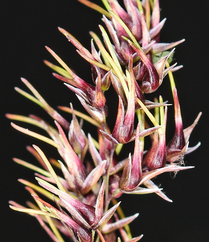 Flora of Eastern Washington Image: Poa bulbosa