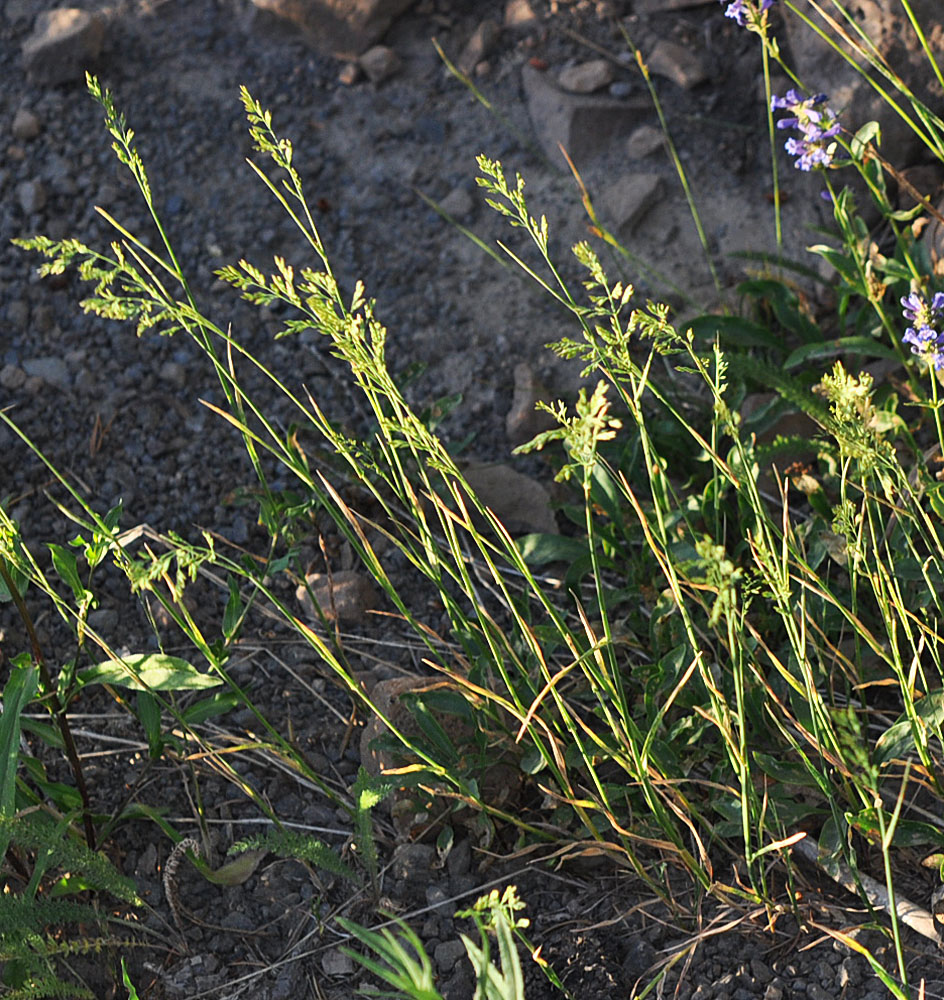 Flora of Eastern Washington Image: Poa compressa
