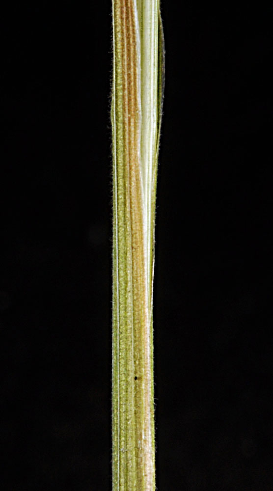 Flora of Eastern Washington Image: Poa wheeleri
