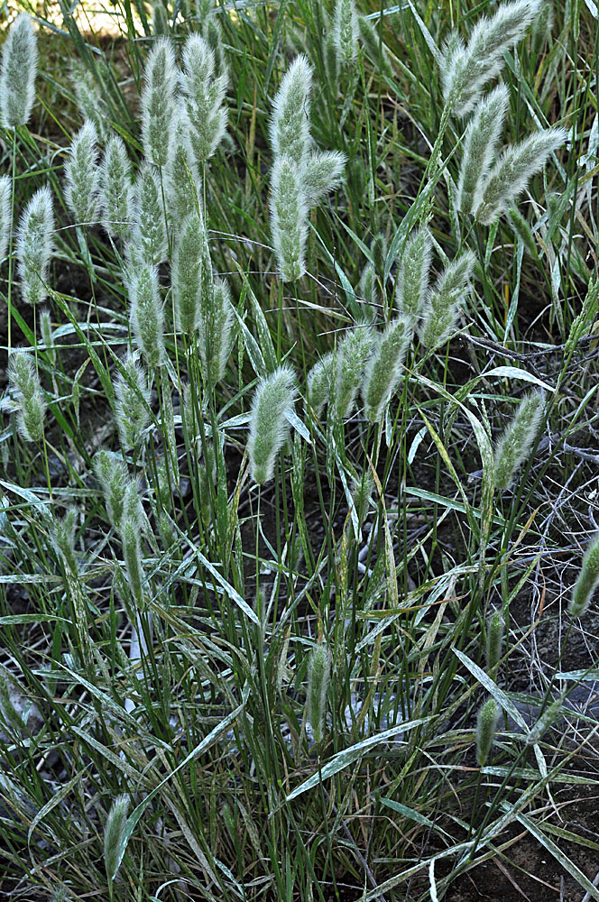 Flora of Eastern Washington Image: Polypogon monspeliensis